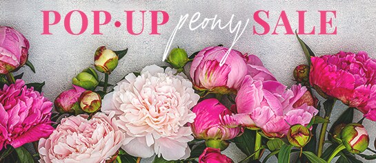 Pop Up Peony Sale